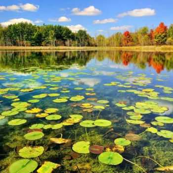 وانت و نیسان برای شمال