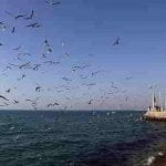 باربری تهران به بوشهر