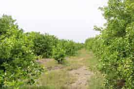 باربری تهران به شبستر