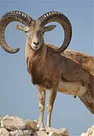 باربری تهران به لار فارس